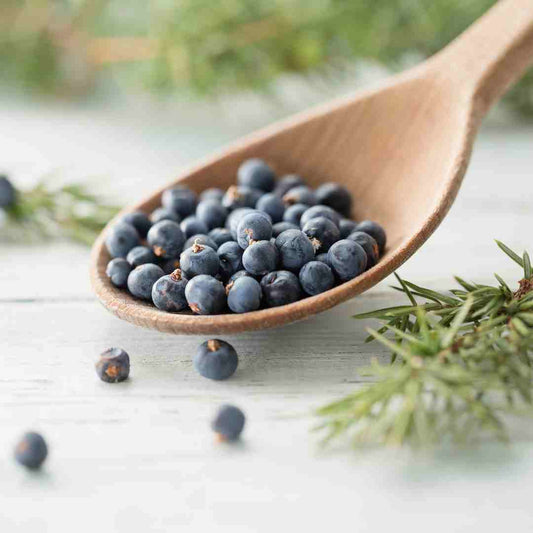 Dried Juniper Berry - origins and history